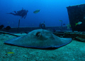 Southern Stingray taken his NAP, thanks to Nicolai Ruprechter  show us.
Nikon D80 with 15mm lens. 